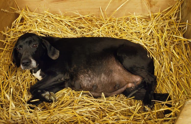 A pregnant dog in a whelping box