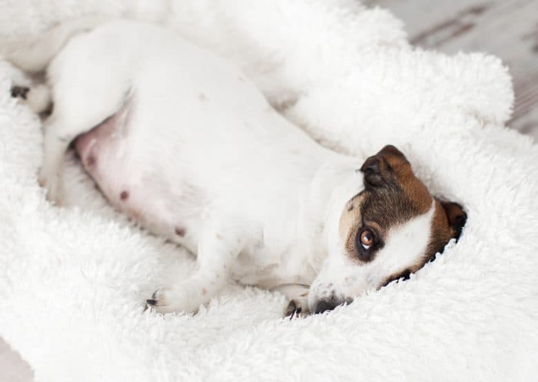 A pregnant Jack Russell Terrier lying down