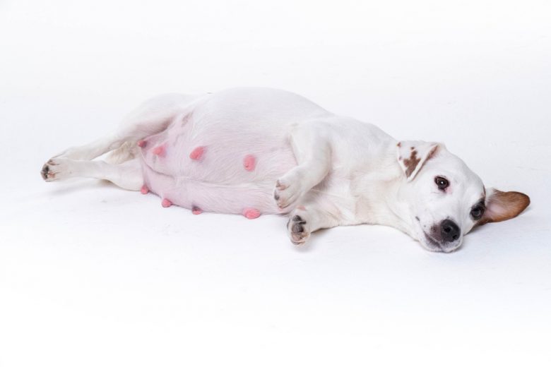 A pregnant Jack Russell Terrier with breasts exposed