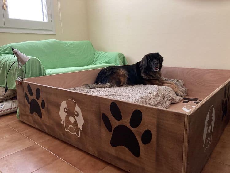 A pregnant Leonberger in a whelping box