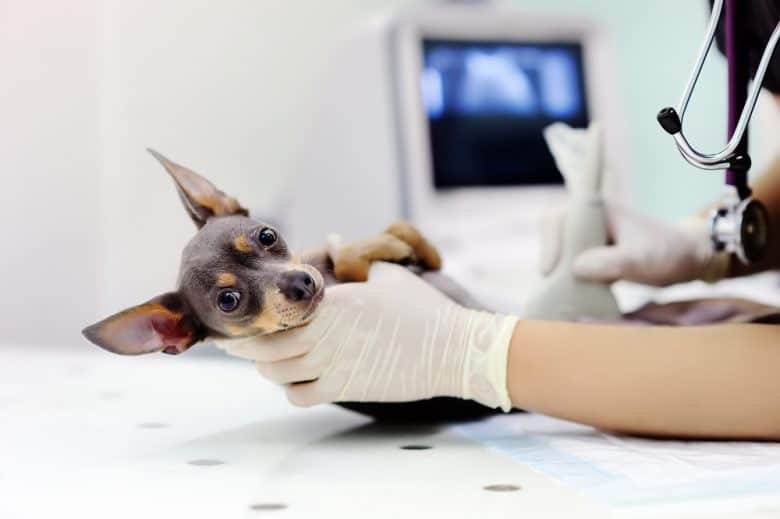 A pregnant Miniature Pinscher having an ultrasound