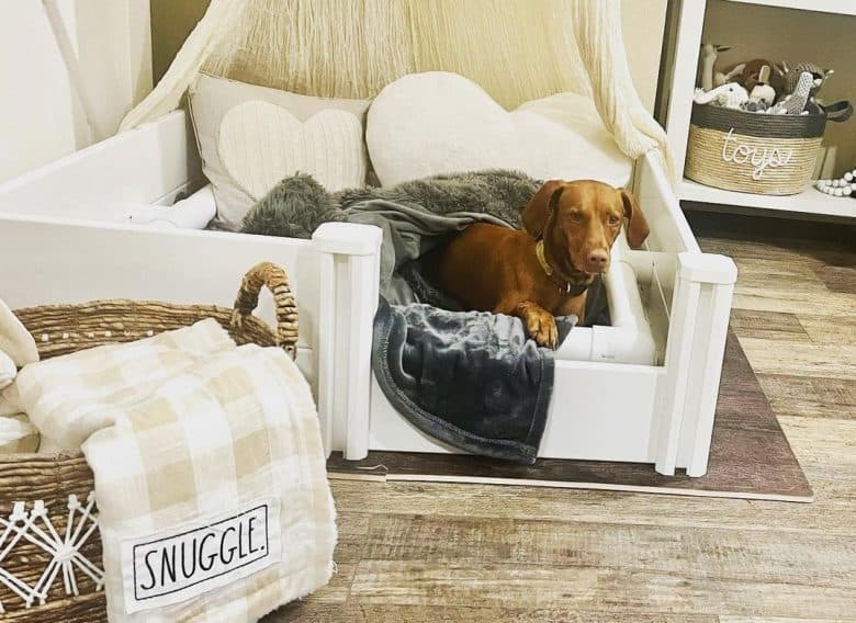 A pregnant Vizsla in a whelping box