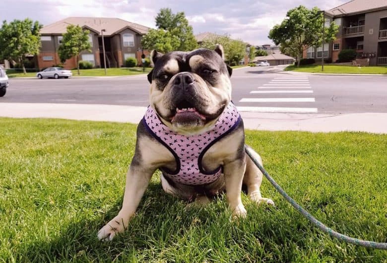A rescued American Bully dog