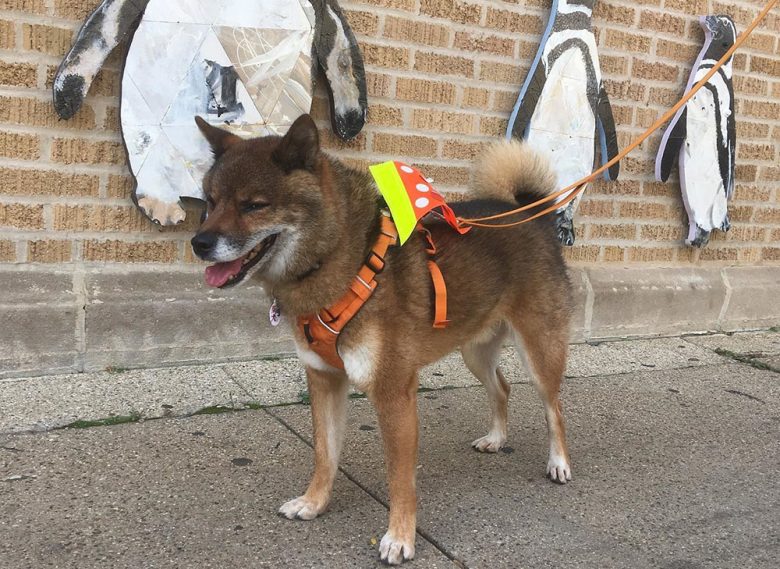 A sable Shiba Inu walking with a leash