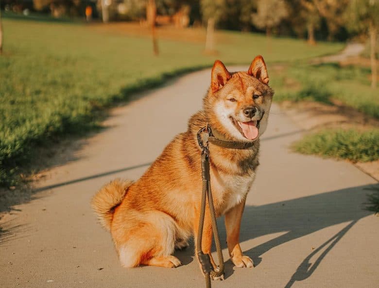 A sesame Shiba Inu sitting under the sun
