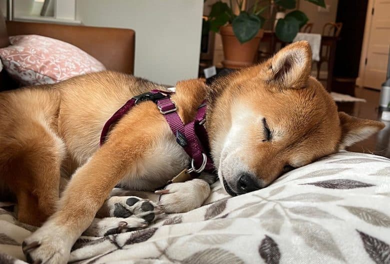 A sesame Shiba Inu sleeping