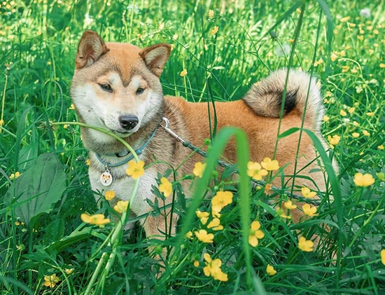 A sesame Shiba Inu wandering at bushes