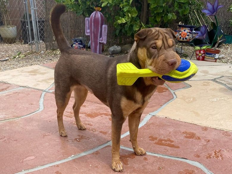 A Shar Pei dog picking his toy