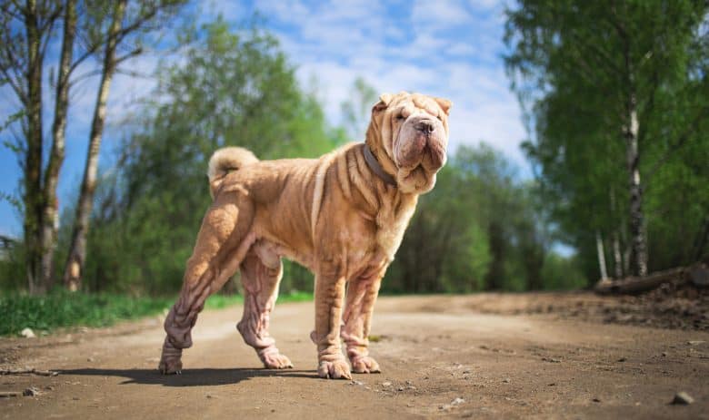 Chinese Shar Pei dog standing on country road looking far away