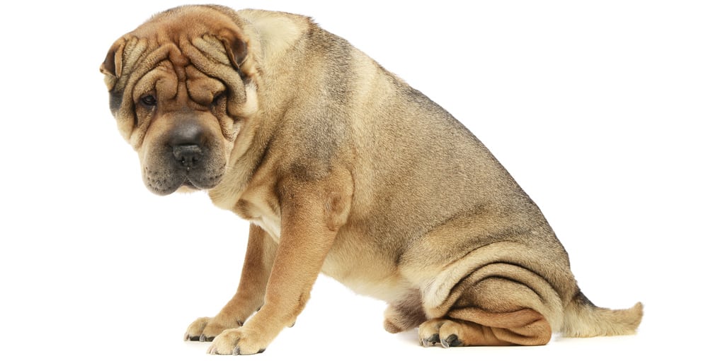 Portrait of Shar Pei dog looking sad