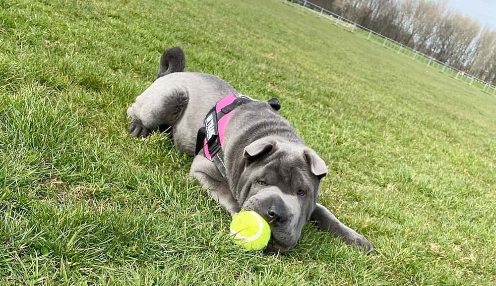 A Shar Pei dog playing a tennis ball outside