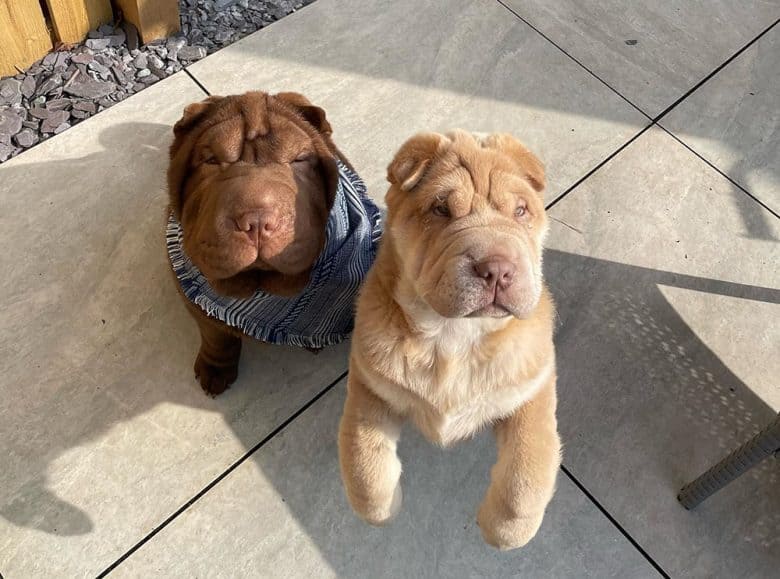 Shar Pei puppies waiting for treats