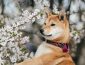Shiba Inu Colors: The Standard & Rare Shiba Dog Coat Colors