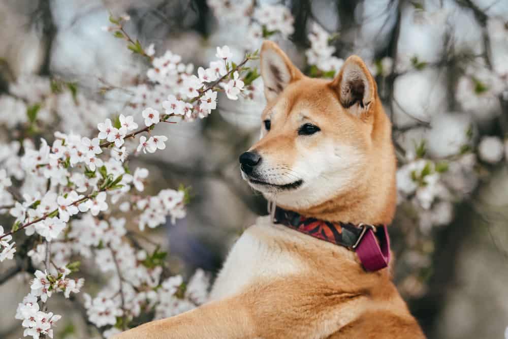 A Shiba Inu looks into the distance near the cherry blossoms