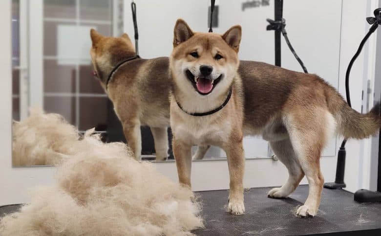 A Shiba Inu loves being groomed