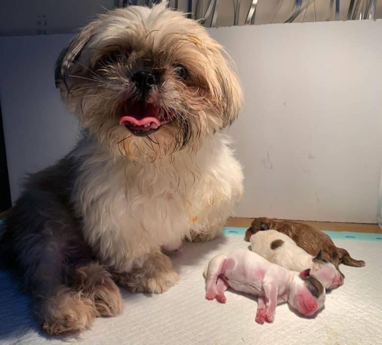 A Shih Tzu, who just gave birth, with her litter