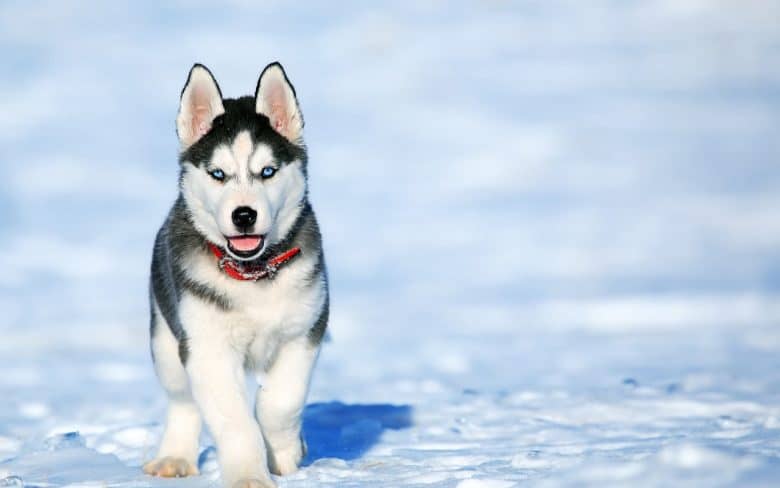 A Siberian Husky puppy walking on the snow