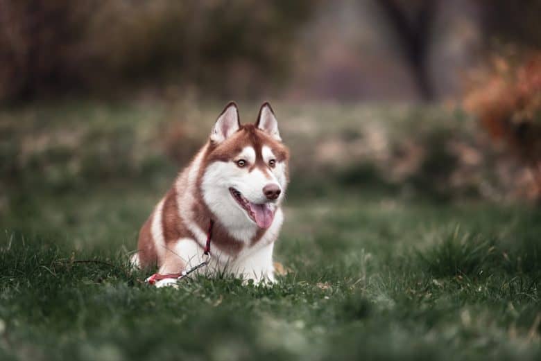 A Siberian Husky dog lying outdoors