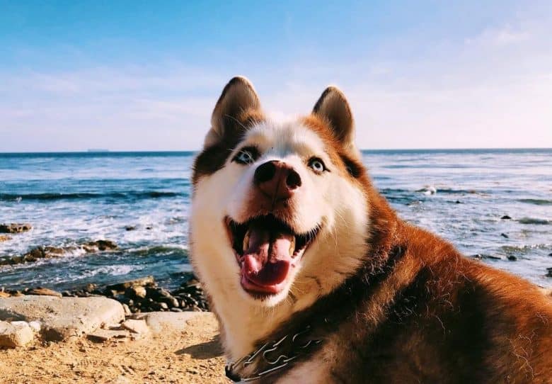 A Siberian Husky dog at the beach