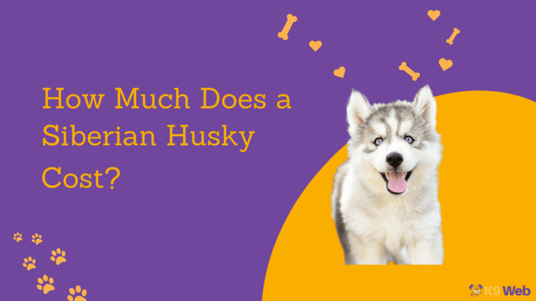 Siberian Husky Price Guide