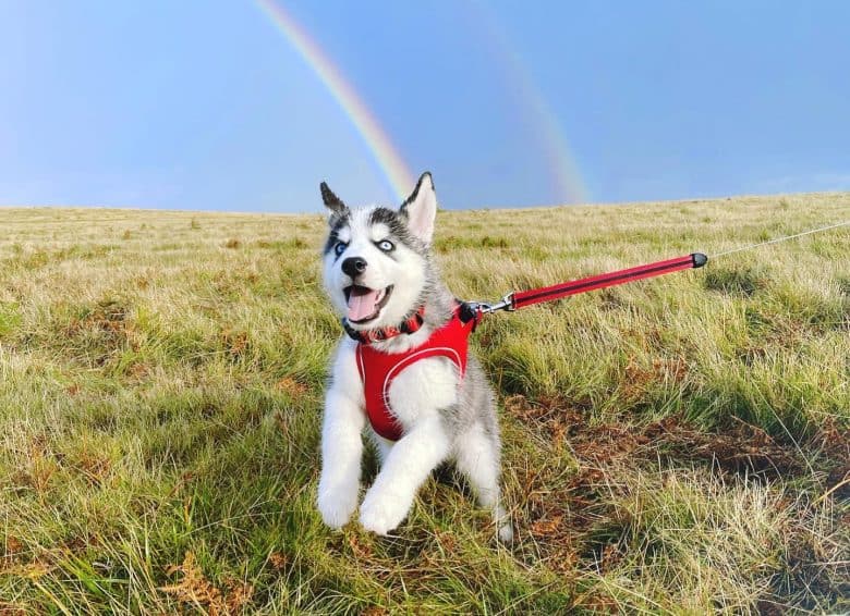 A Siberian Husky puppy in front of a rainbow