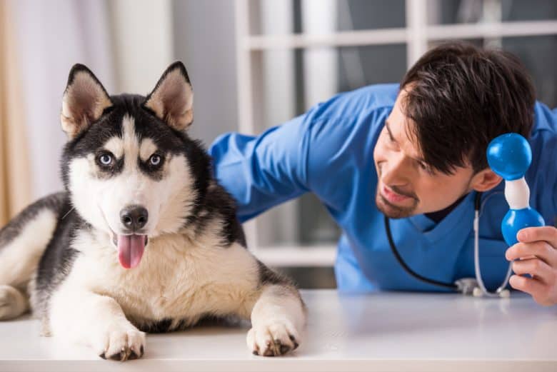 A Siberian Husky with a veterinarian