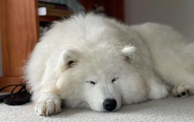 A Samoyed suffering from gastrointestinal upset