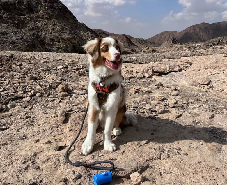 A six-month-old Australian Shepherd puppy