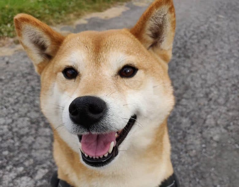 Smiling Urajiro Shiba Inu dog