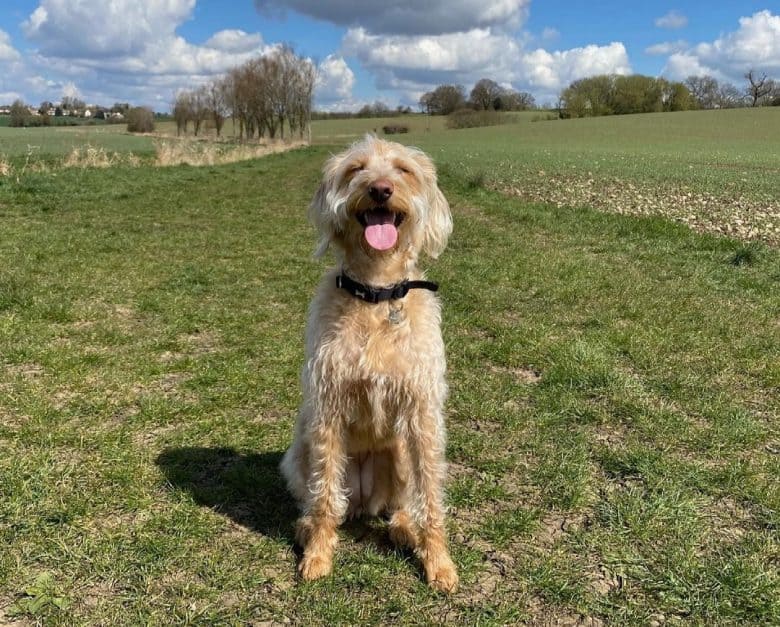 An F1 Standard Labradoodle