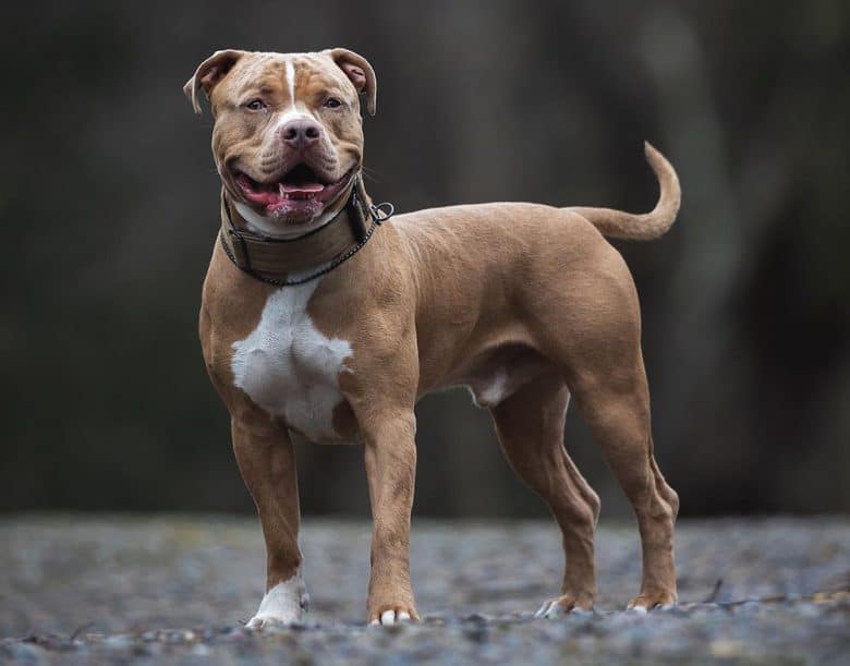 A sturdy grown American XL Bully