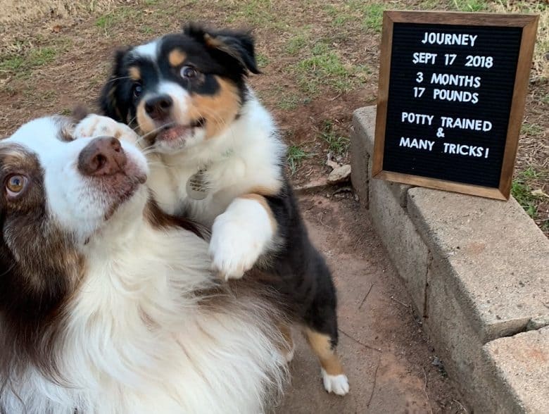 A three-month-old Australian Shepherd puppy with an older Aussie