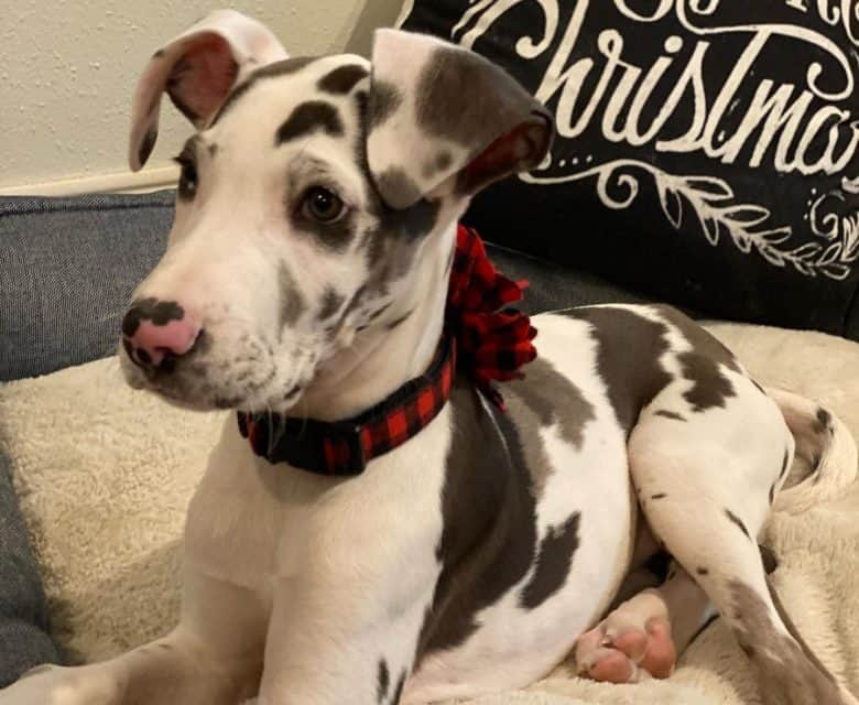 A three months old Great Dane dog