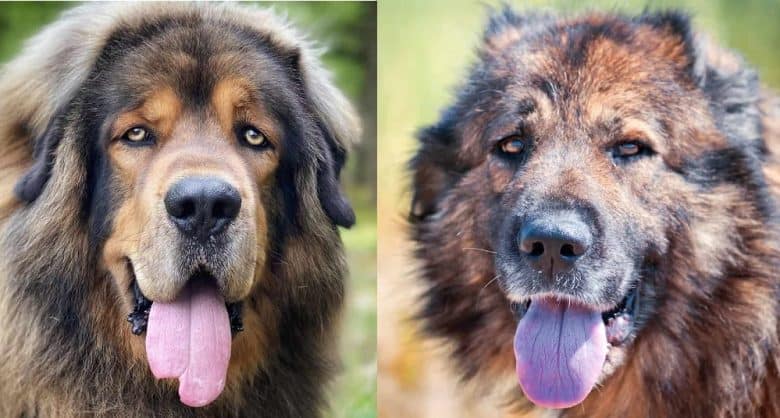 Tibetan Mastiff vs Caucasian Shepherd