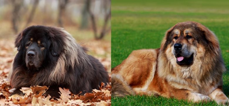A laying Tibetan Mastiff and the Caucasian Shepherd dog