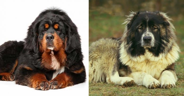Similar pose of a Tibetan Mastiff and Caucasian Shepherd dog