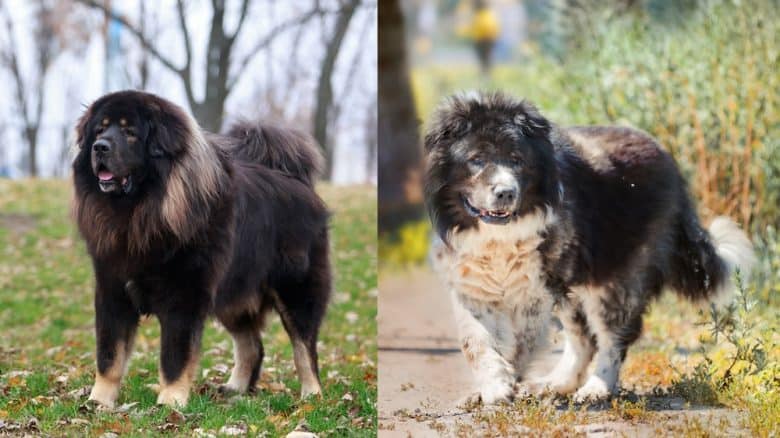 The Tibetan Mastiff and Caucasian Shepherd dog both enjoying outdoor