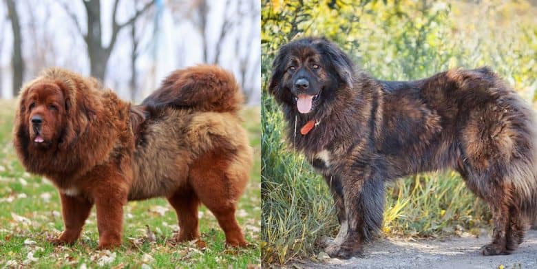 Fully grown Tibetan Mastiff and Caucasian Shepherd dog