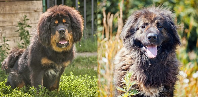 The both panting Tibetan Mastiff and a Caucasian Shepherd dog