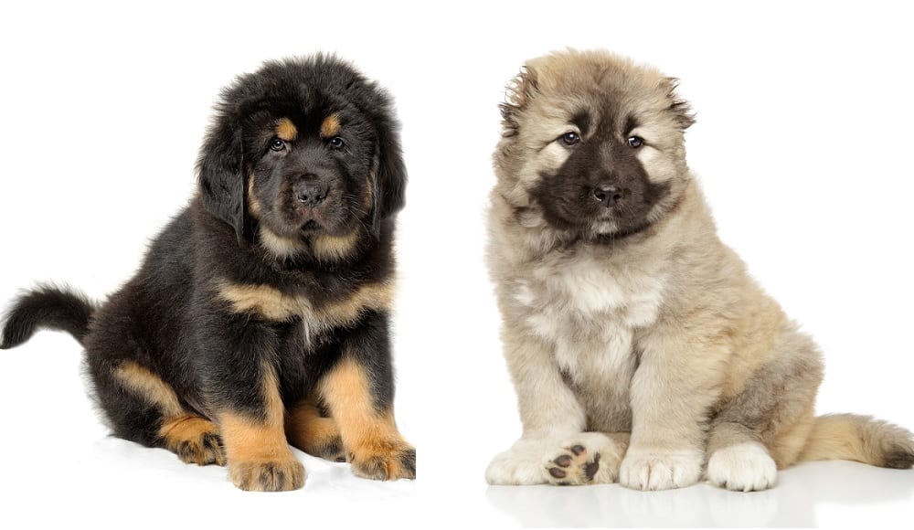 Adorable Tibetan Mastiff and Caucasian Shepherd puppies