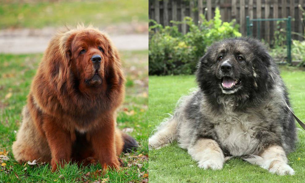 The good looking Tibetan Mastiff and Caucasian Shepherd dog