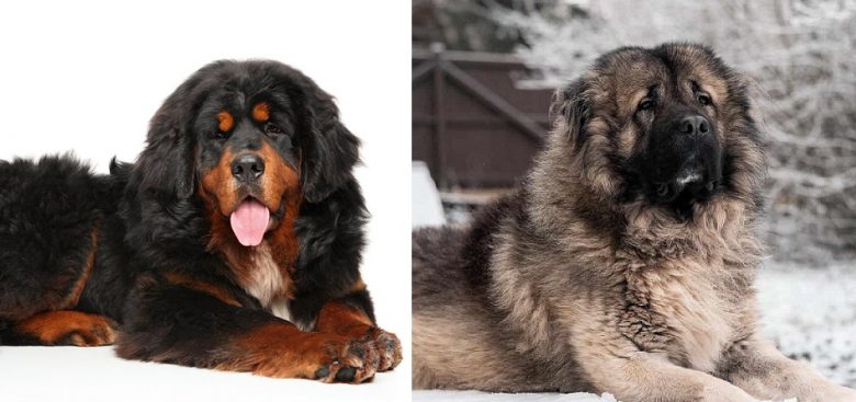 The Tibetan Mastiff and Caucasian Shepherd dog both laying down outdoor