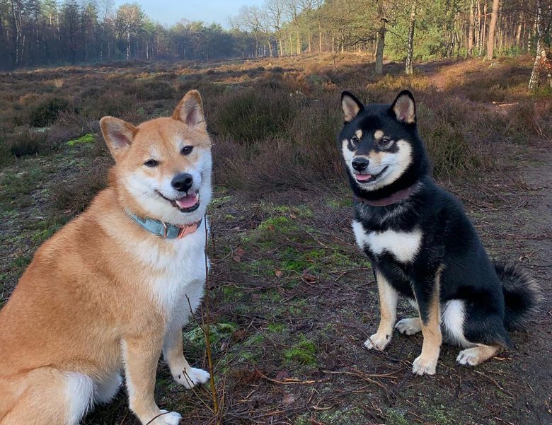 Two adorable Shiba Inu dogs in different color
