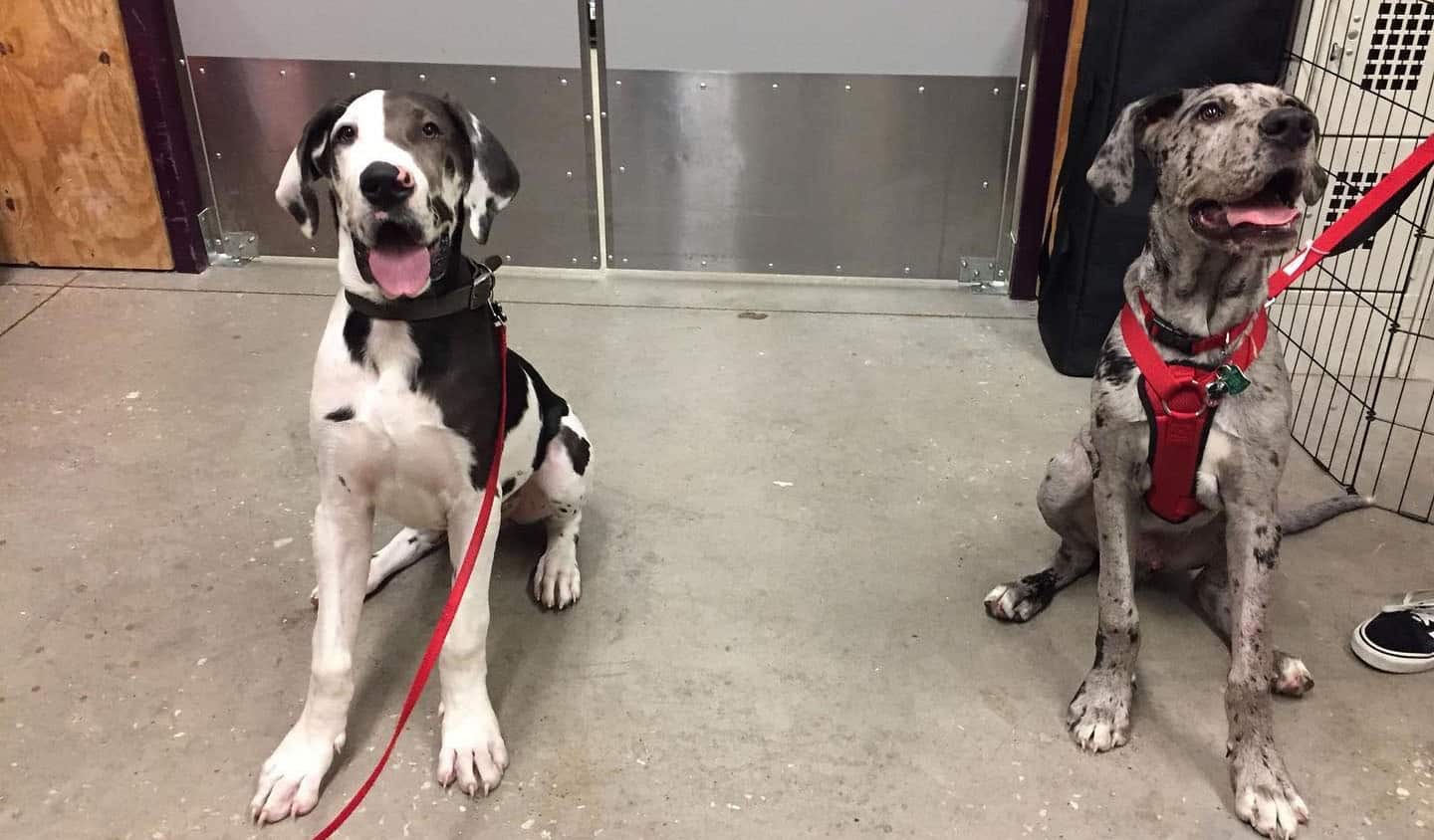 Two Great Dane dogs both 5 months old