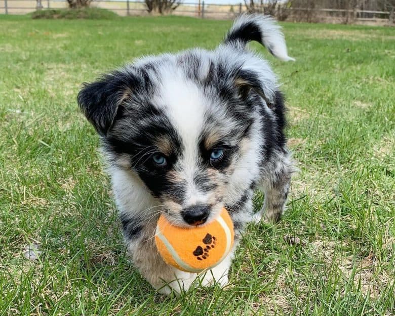 A two-month-old Australian Shepherd puppy