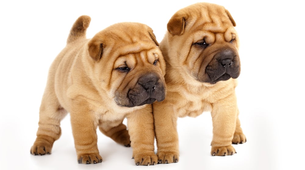Two little Shar Pei puppies