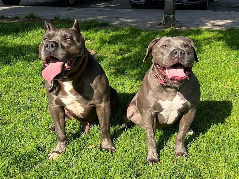 Two XL American Bullies hanging out