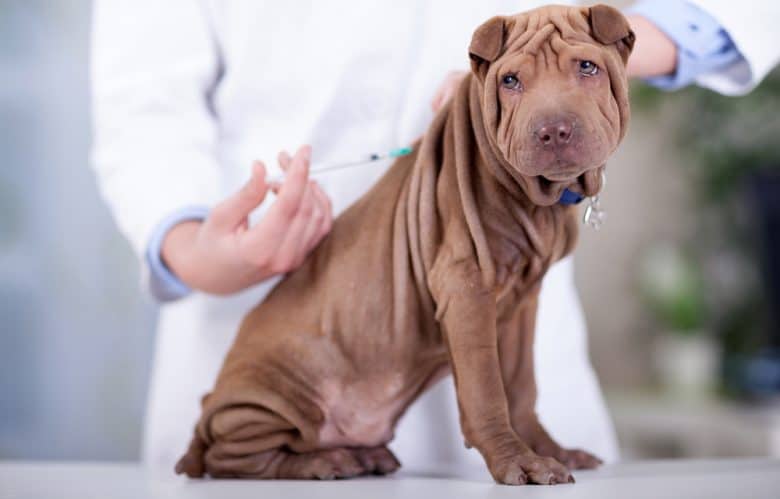 A veterinary surgeon giving vaccine to the Shar-Pei dog