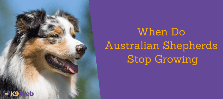 When Do Australian Shepherds Stop Growing