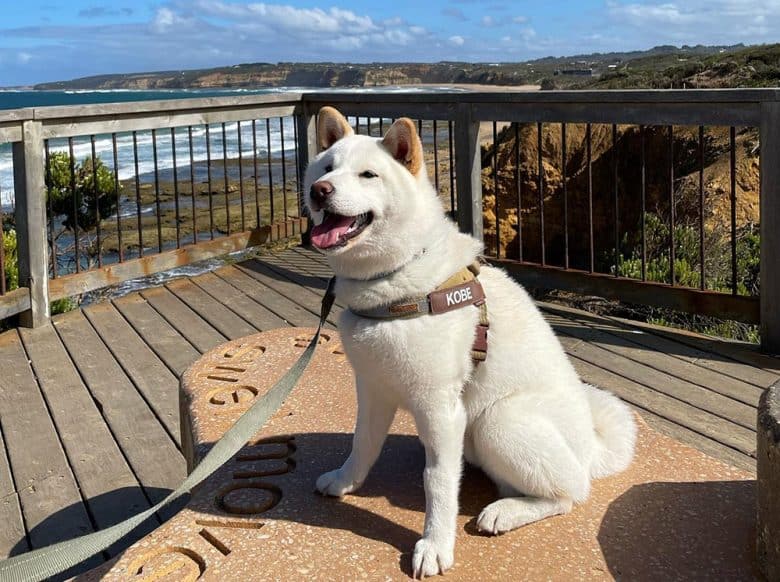 A white Shiba Inu at the beautiful sea view